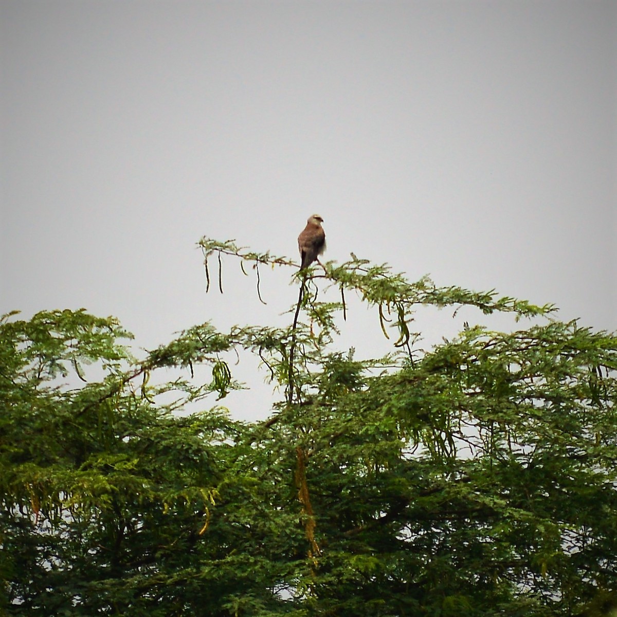 Black-winged Kite - Souvik Das