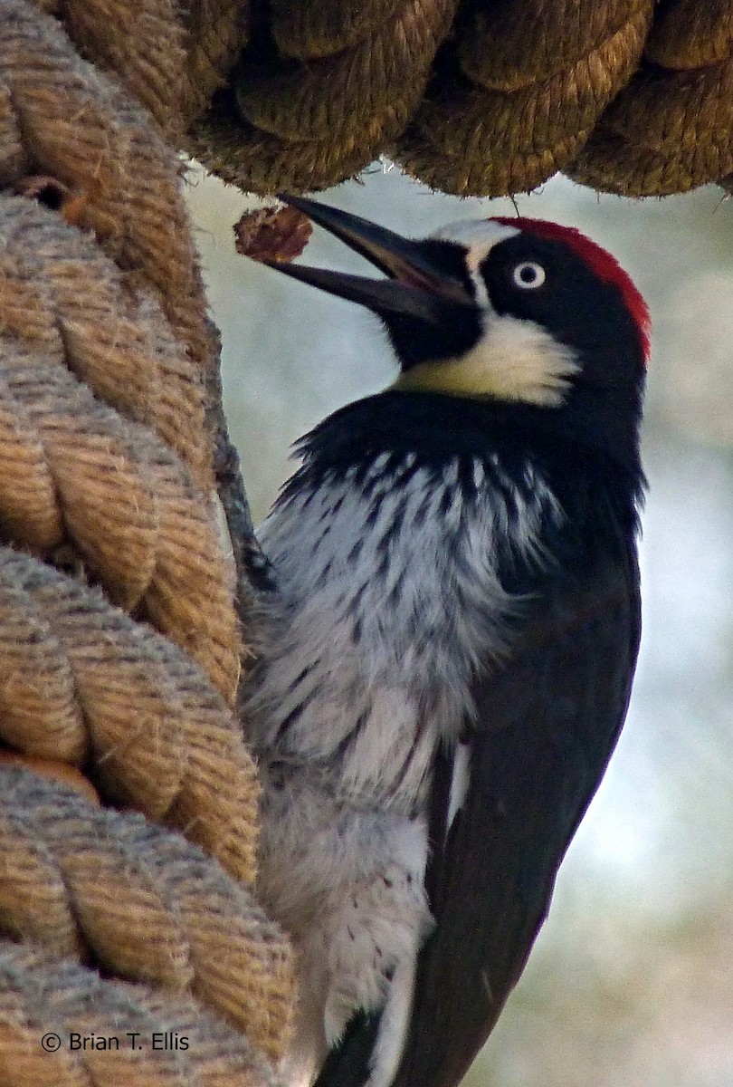 Acorn Woodpecker - ML56396771