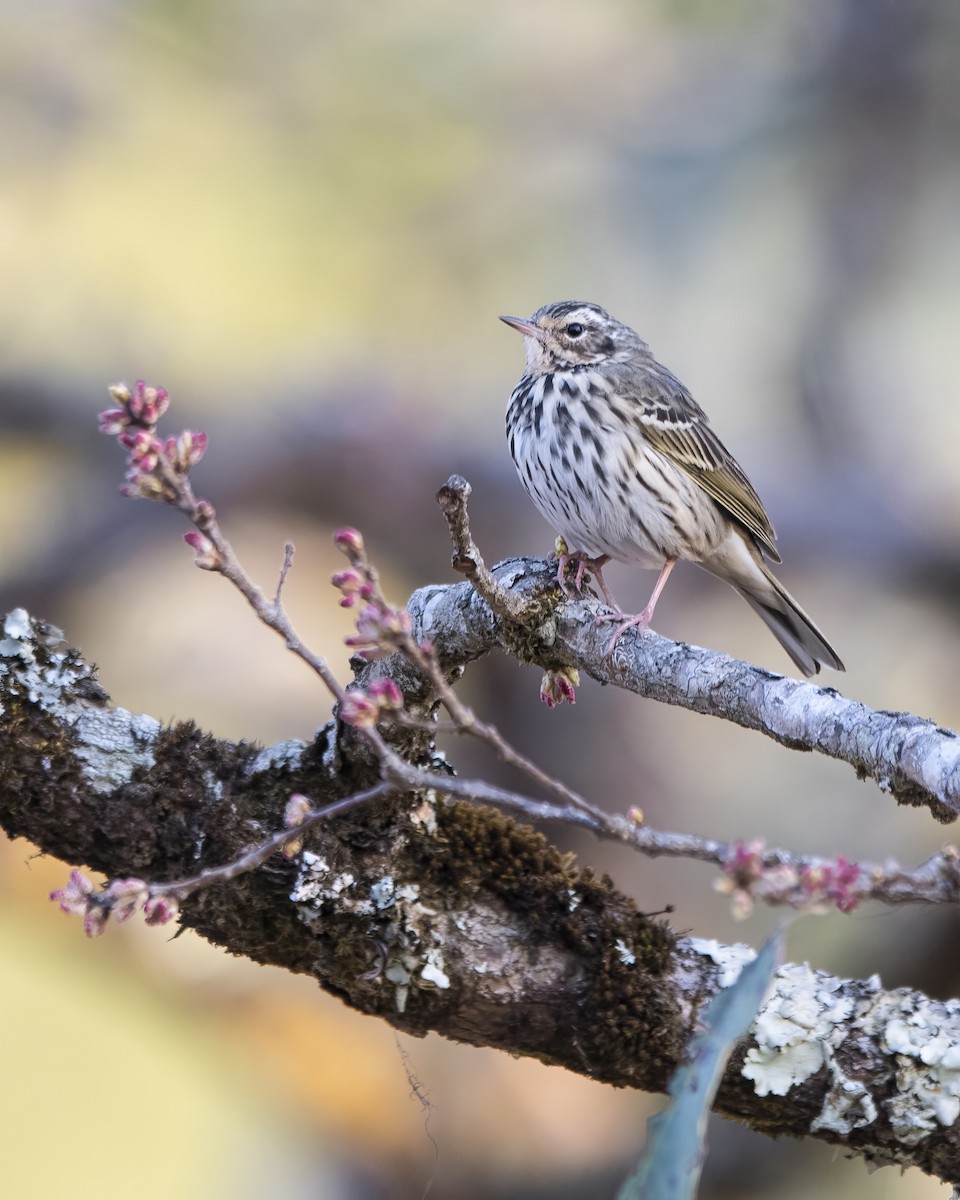 Olive-backed Pipit - ML563970411