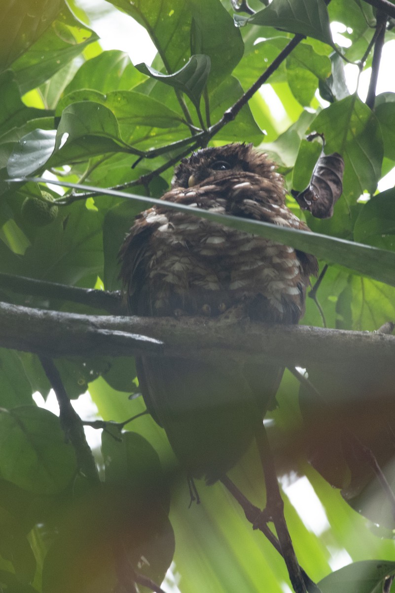 African Wood-Owl - ML563970861