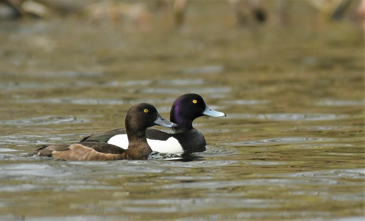 Tufted Duck - ML563972691