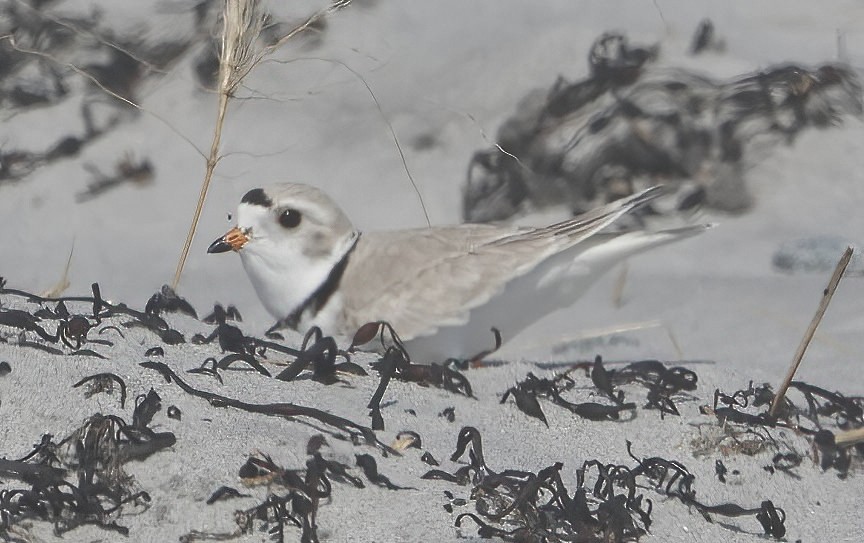 Piping Plover - ML563988811