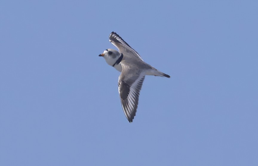 Piping Plover - ML563988821