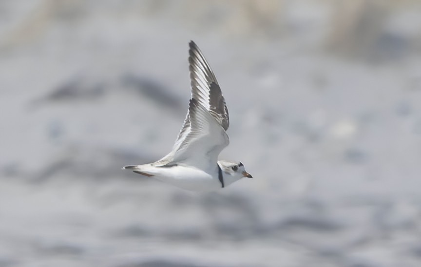Piping Plover - ML563988831