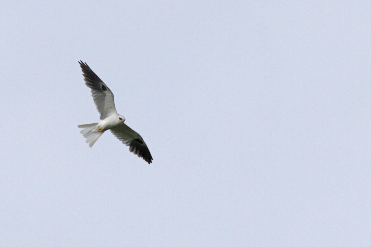 White-tailed Kite - Volker Hesse