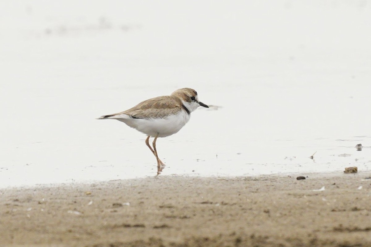 Collared Plover - ML563990081