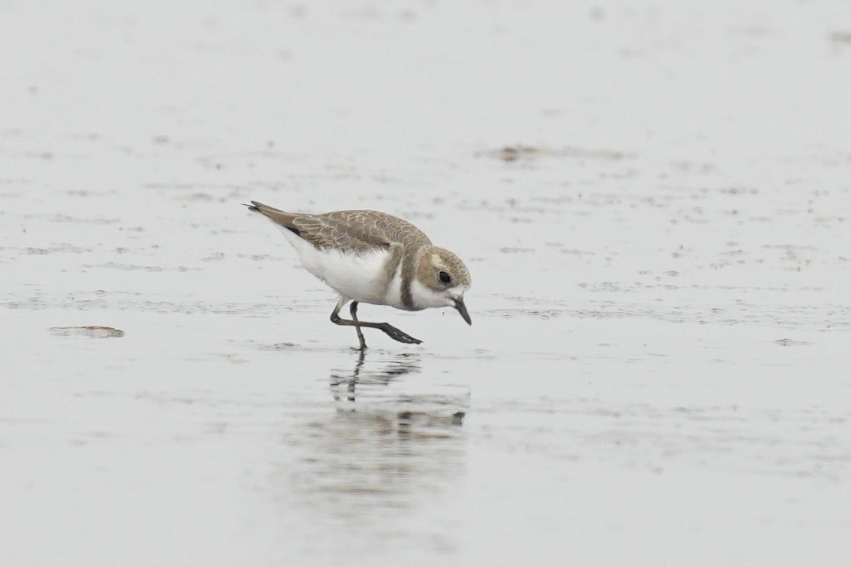 Two-banded Plover - ML563990101