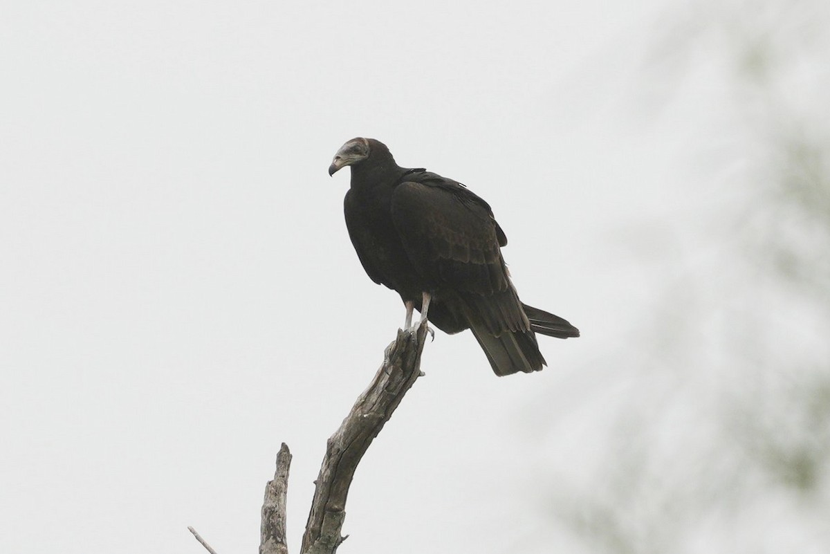 Lesser Yellow-headed Vulture - ML563990541