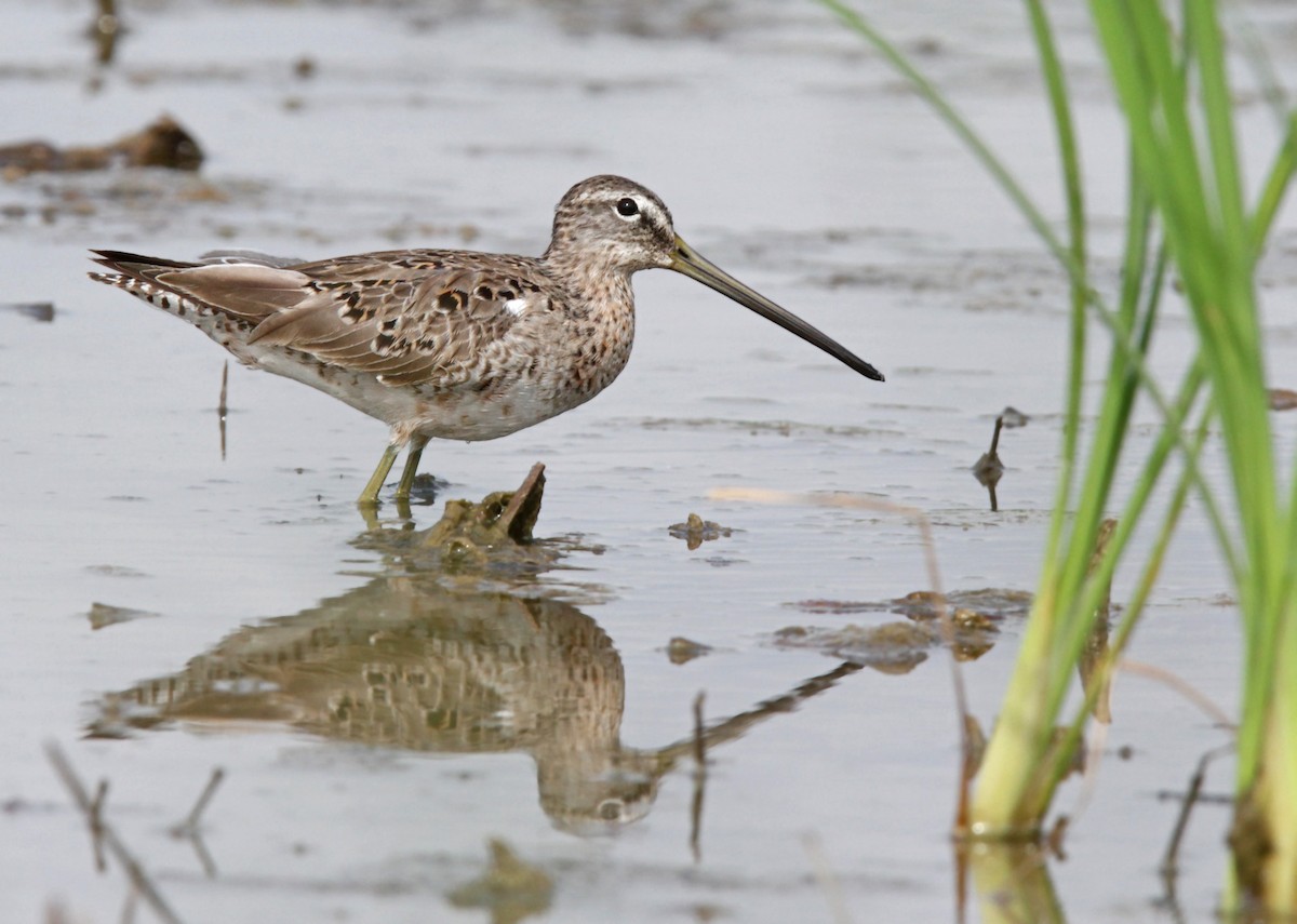 Long-billed Dowitcher - ML56399101