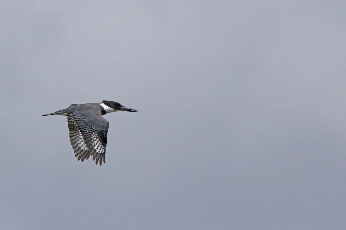 Belted Kingfisher - ML56399171