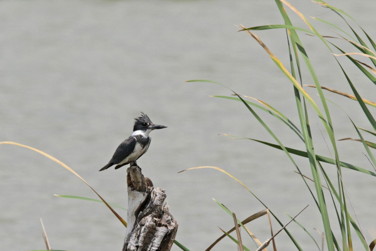Belted Kingfisher - ML56399181