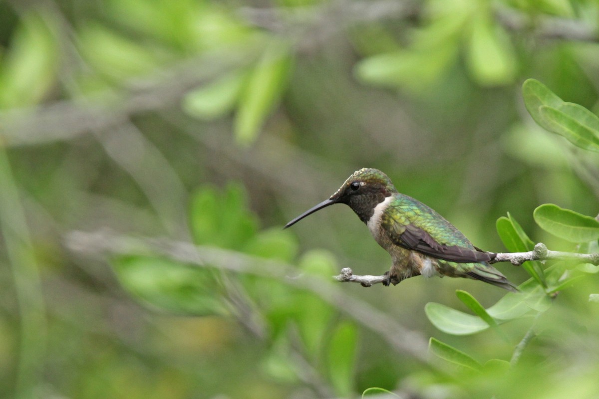 Ruby-throated Hummingbird - ML56399191