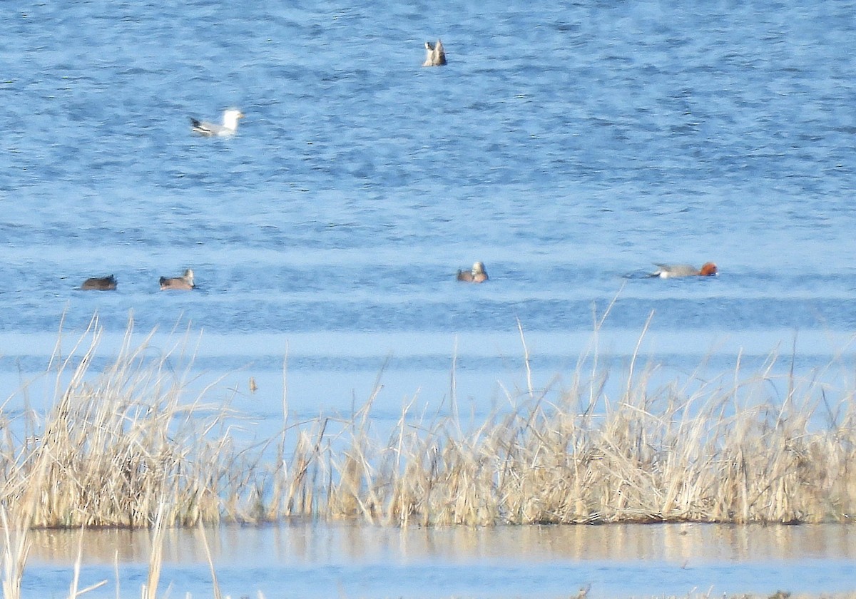 Ebird Checklist Apr Jones Rd Boat Launch Species