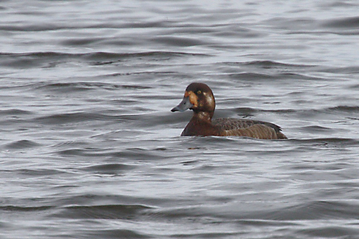 Greater Scaup - Stephen and Felicia Cook
