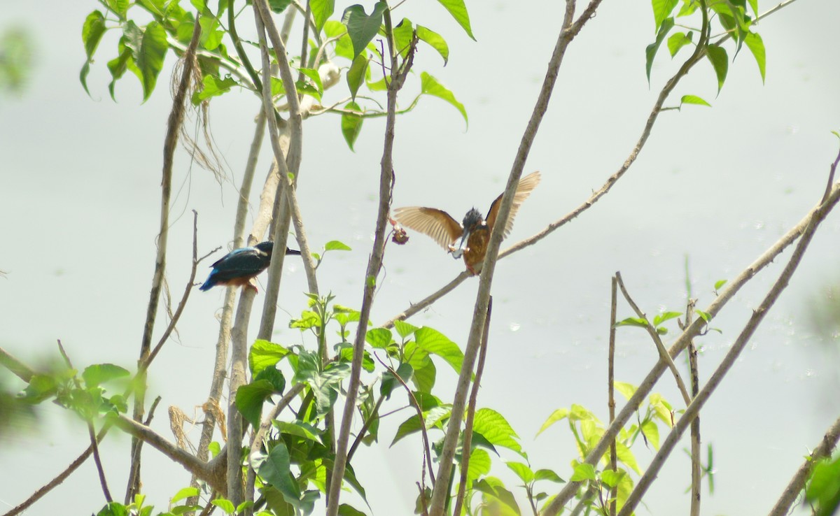 Common Kingfisher - Harshada Kulkarni
