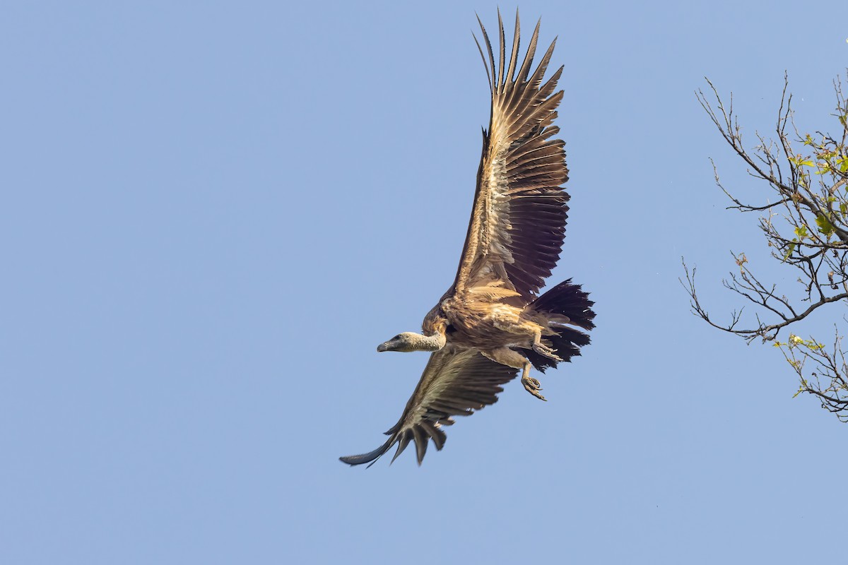 Indian Vulture - ML564000861