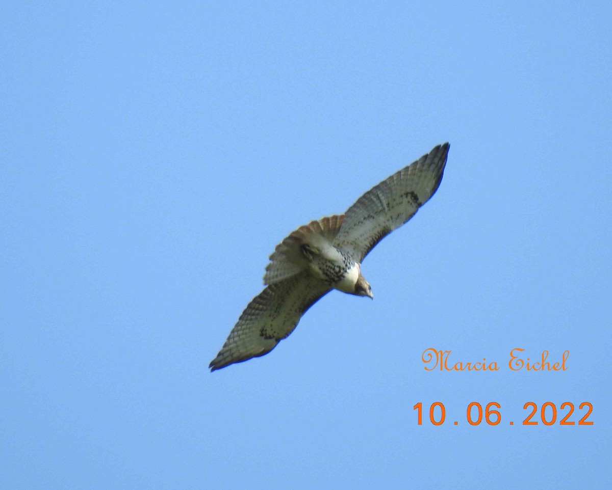 Red-tailed Hawk - ML564009341