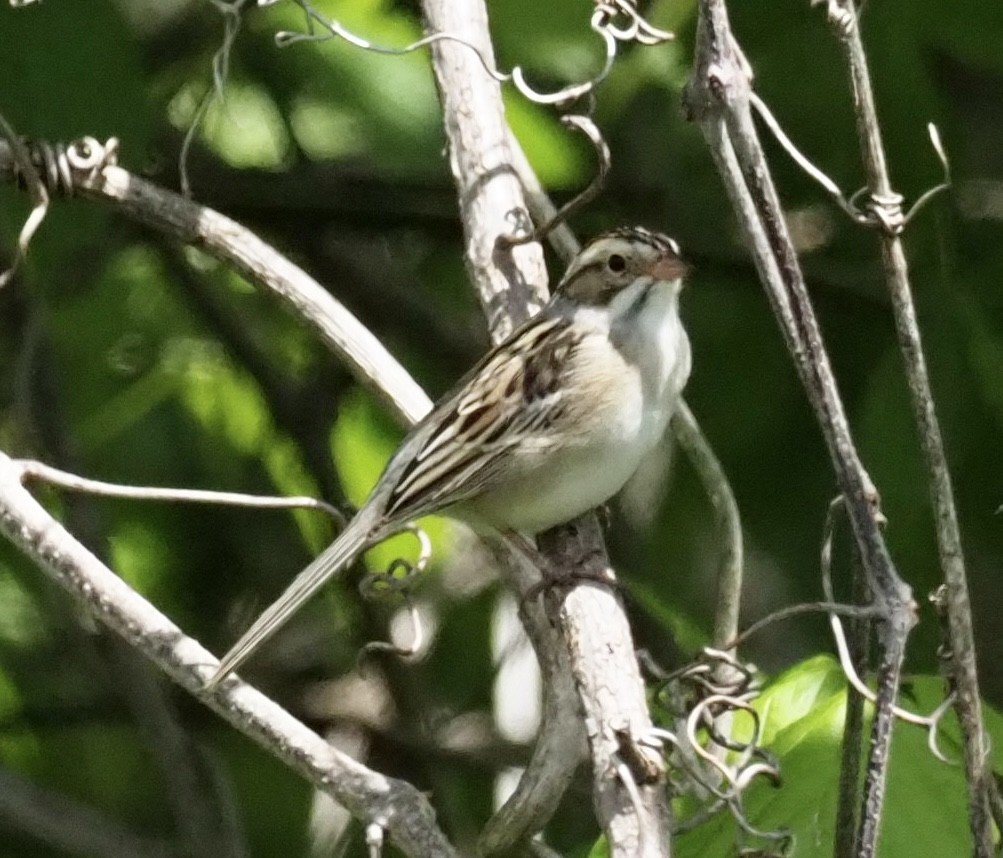 Clay-colored Sparrow - ML564011721