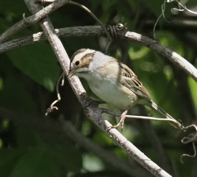 Clay-colored Sparrow - ML564011731