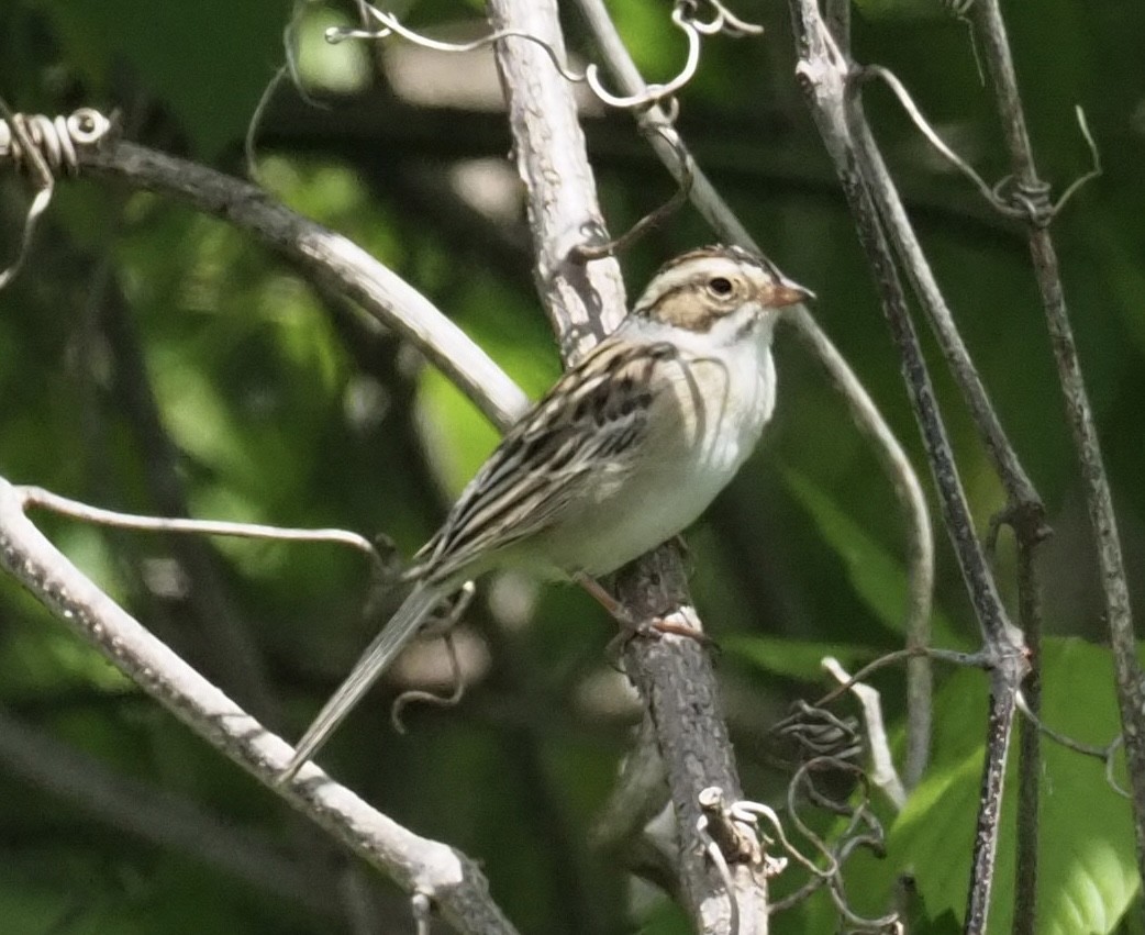 Clay-colored Sparrow - ML564012621