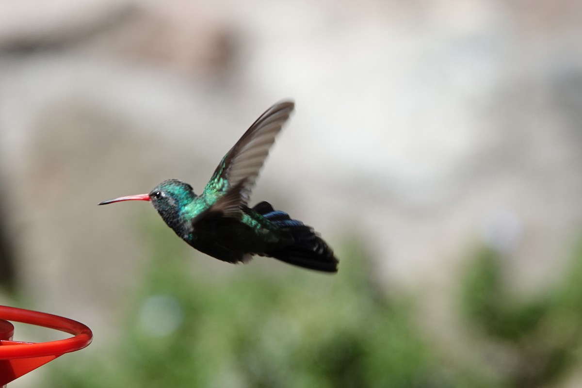 Broad-billed Hummingbird - Marie Dugan
