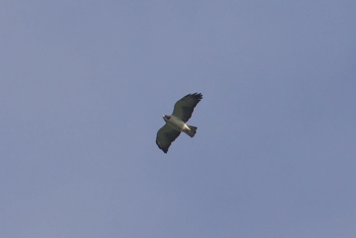 Short-tailed Hawk - ML564015311