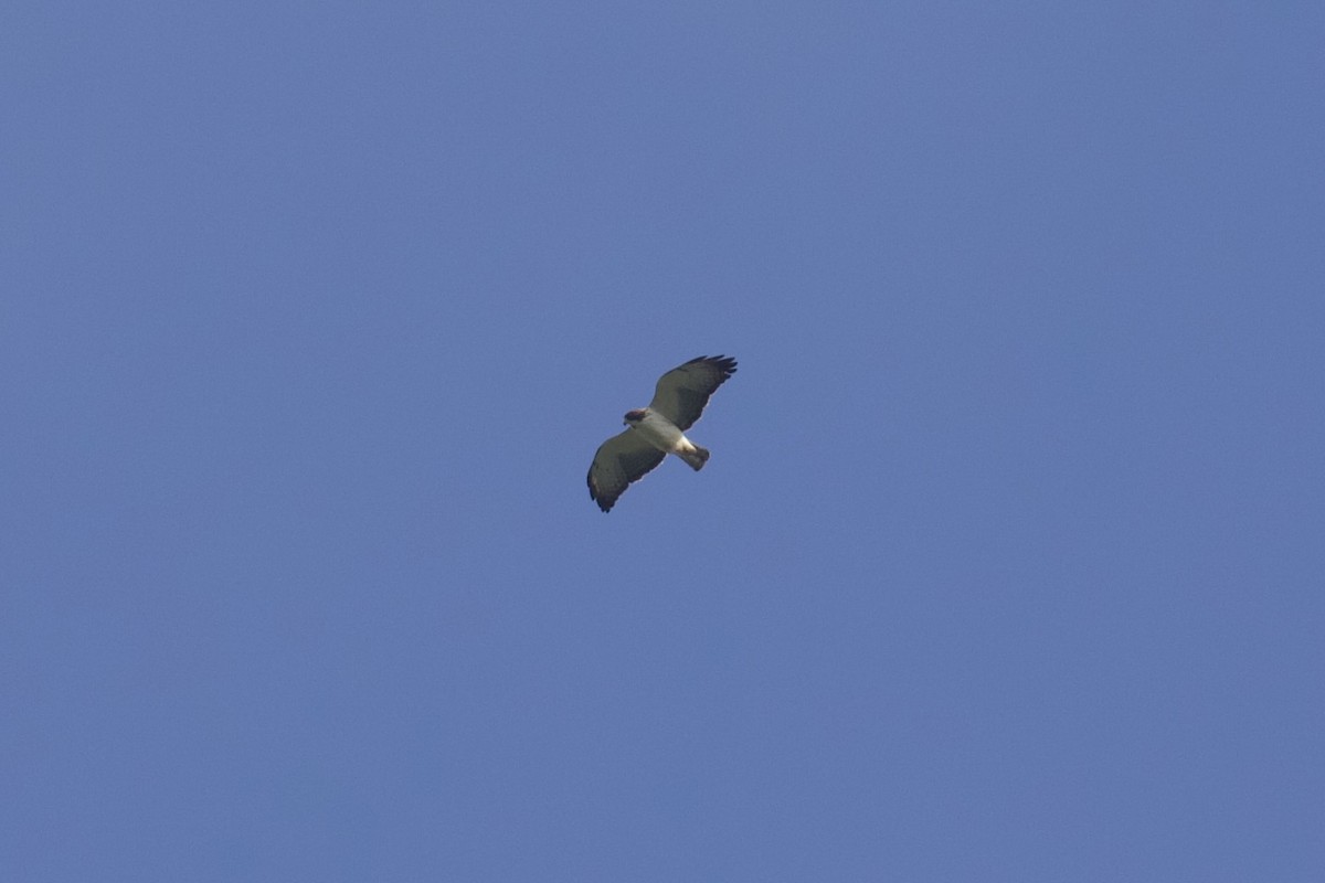 Short-tailed Hawk - ML564015321
