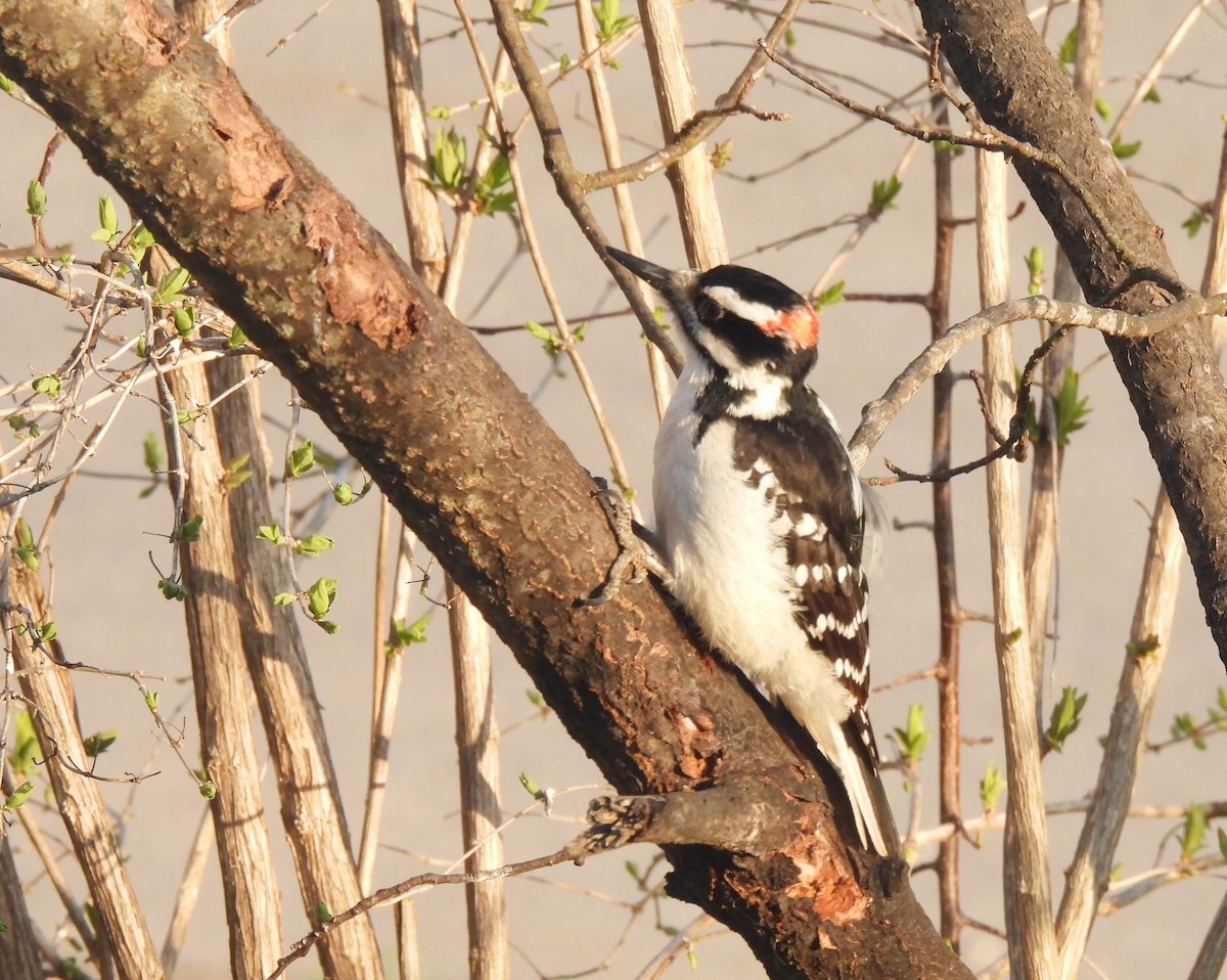 Hairy Woodpecker - ML564019351