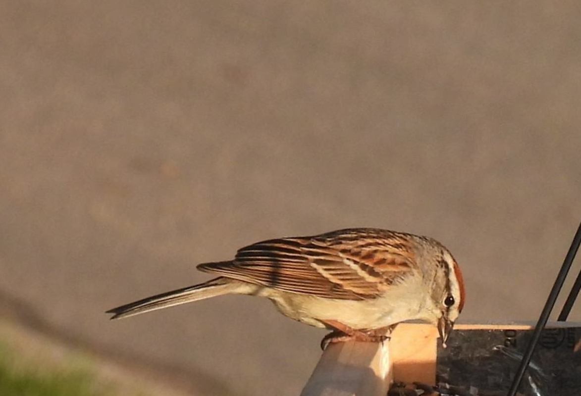 Chipping Sparrow - ML564019611