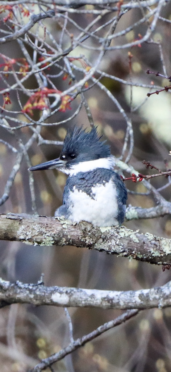Belted Kingfisher - ML564027491