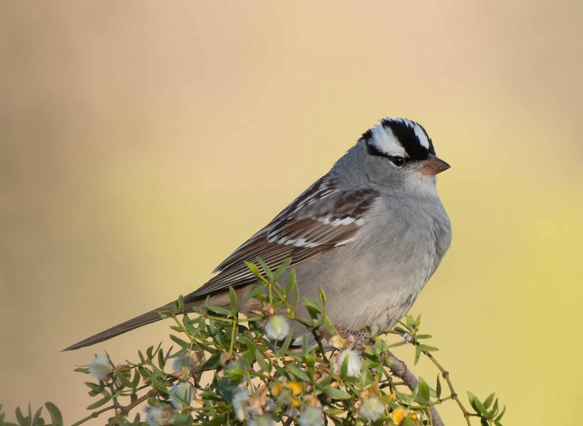 White-crowned Sparrow (Dark-lored) - Gordon Karre