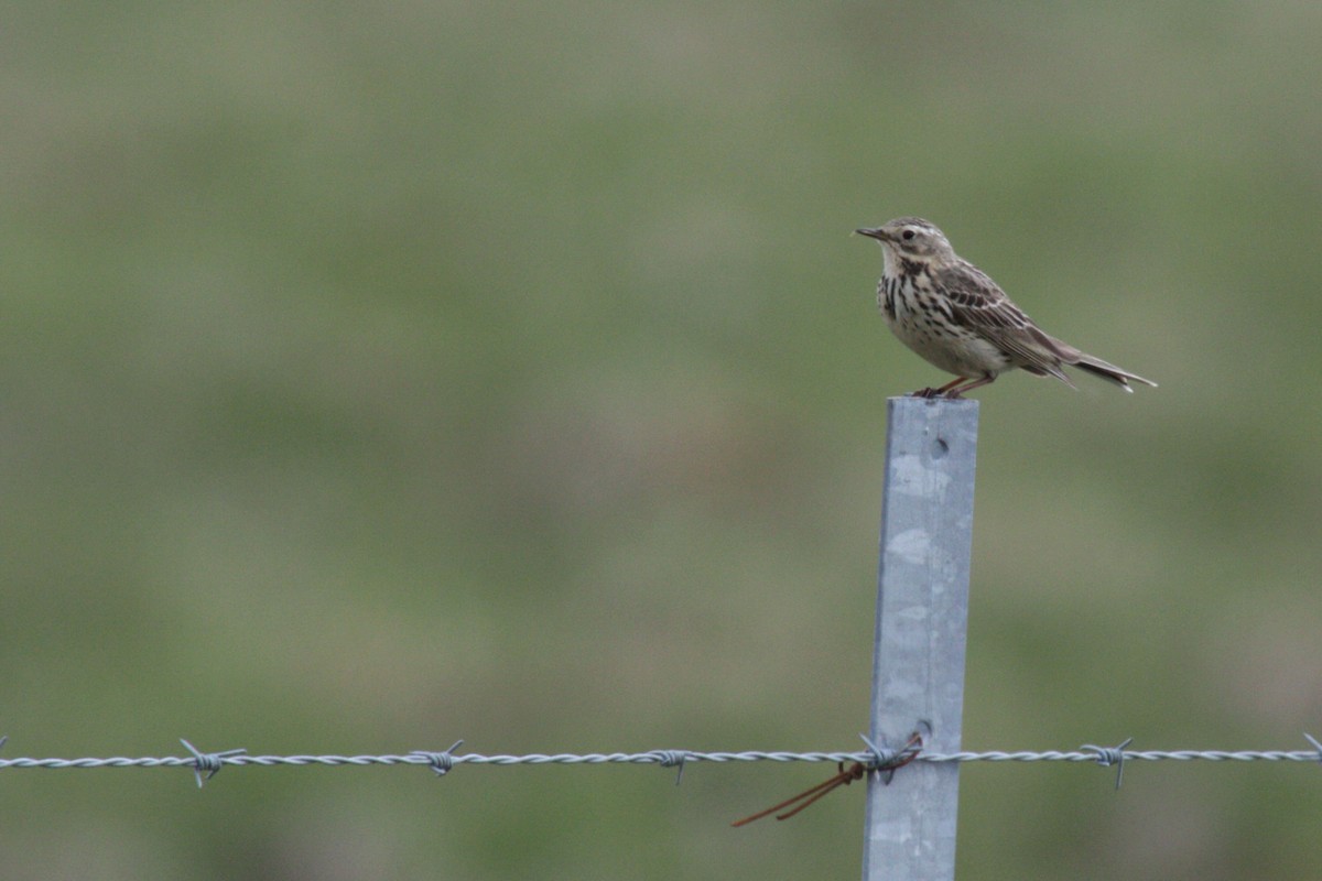 Meadow Pipit - ML564037801