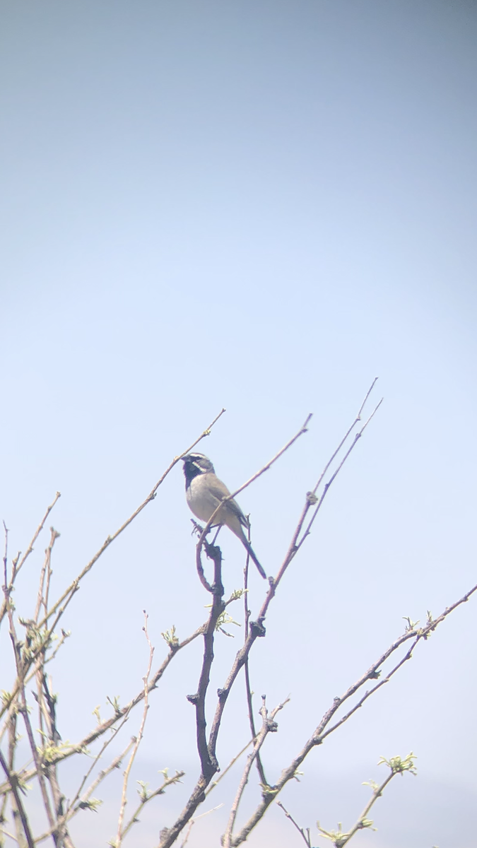Black-throated Sparrow - ML564038321