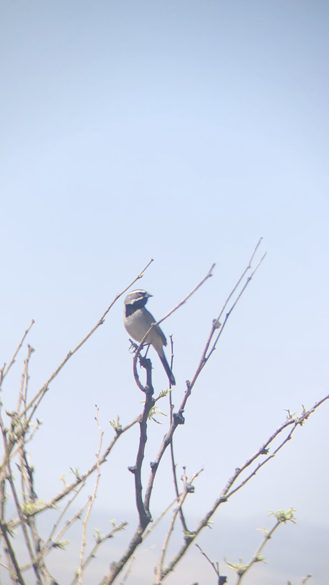 Black-throated Sparrow - ML564038331