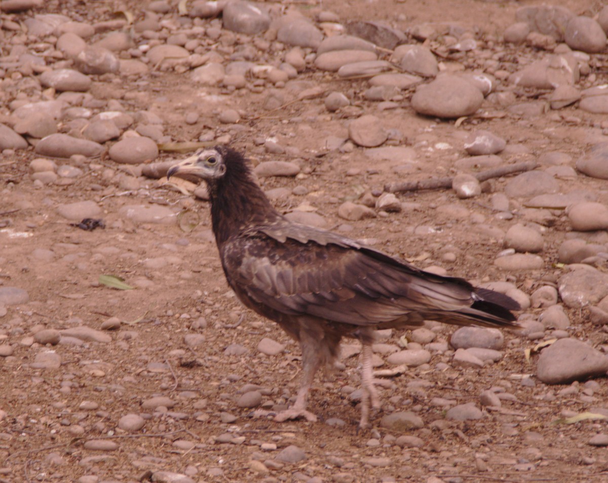 Egyptian Vulture - Sudhir Reddy
