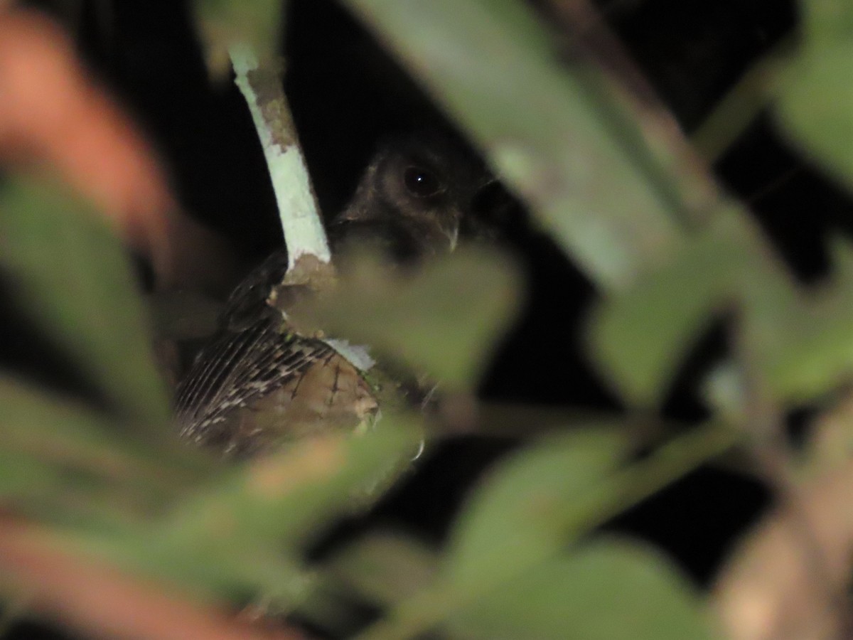 Tawny-bellied Screech-Owl (Tawny-bellied) - ML564043431