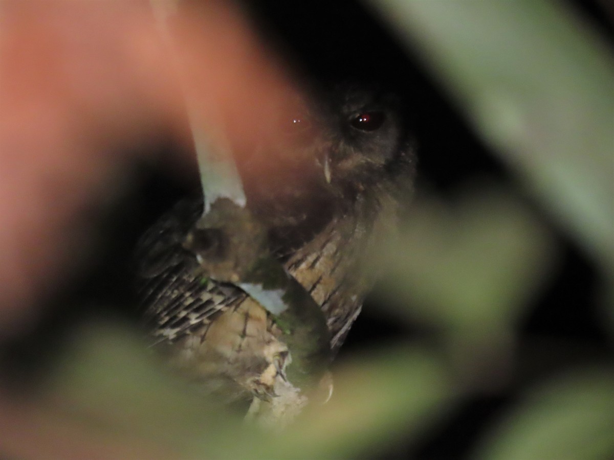 Tawny-bellied Screech-Owl (Tawny-bellied) - ML564043441
