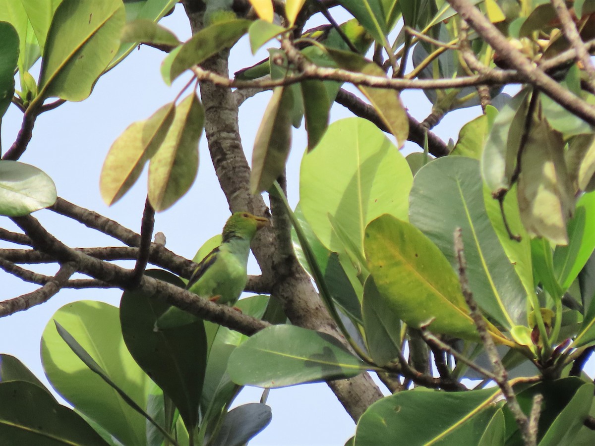 Lilac-tailed Parrotlet - Hugo Foxonet