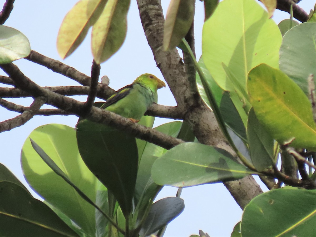 Lilac-tailed Parrotlet - ML564048141