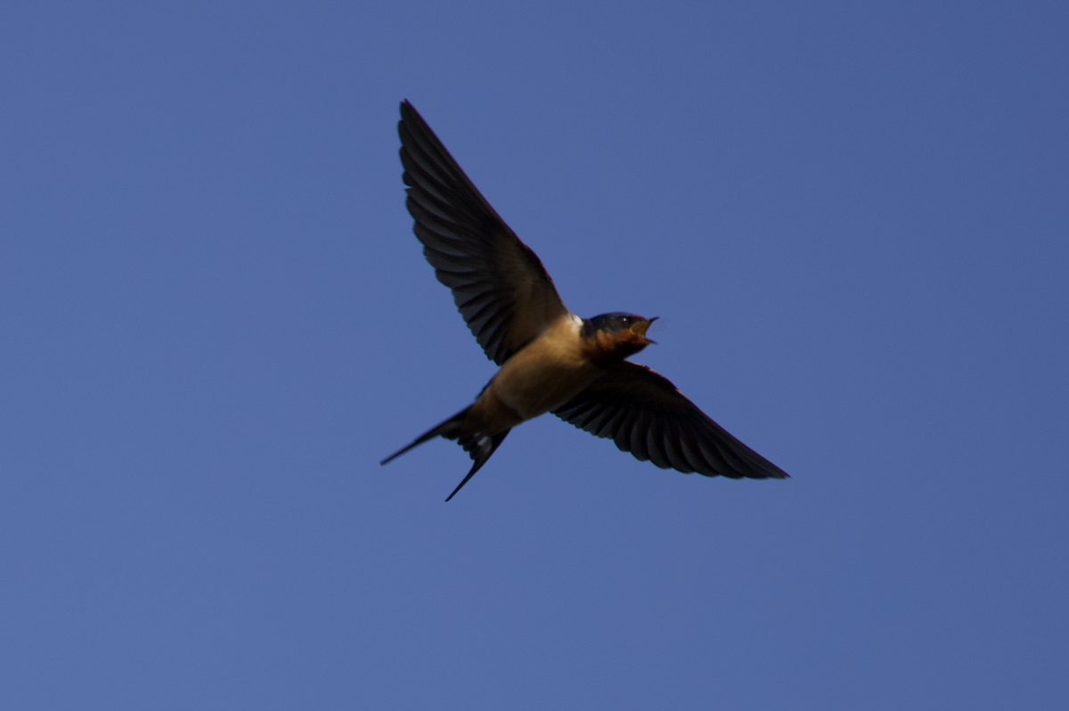 Barn Swallow (American) - ML564048821
