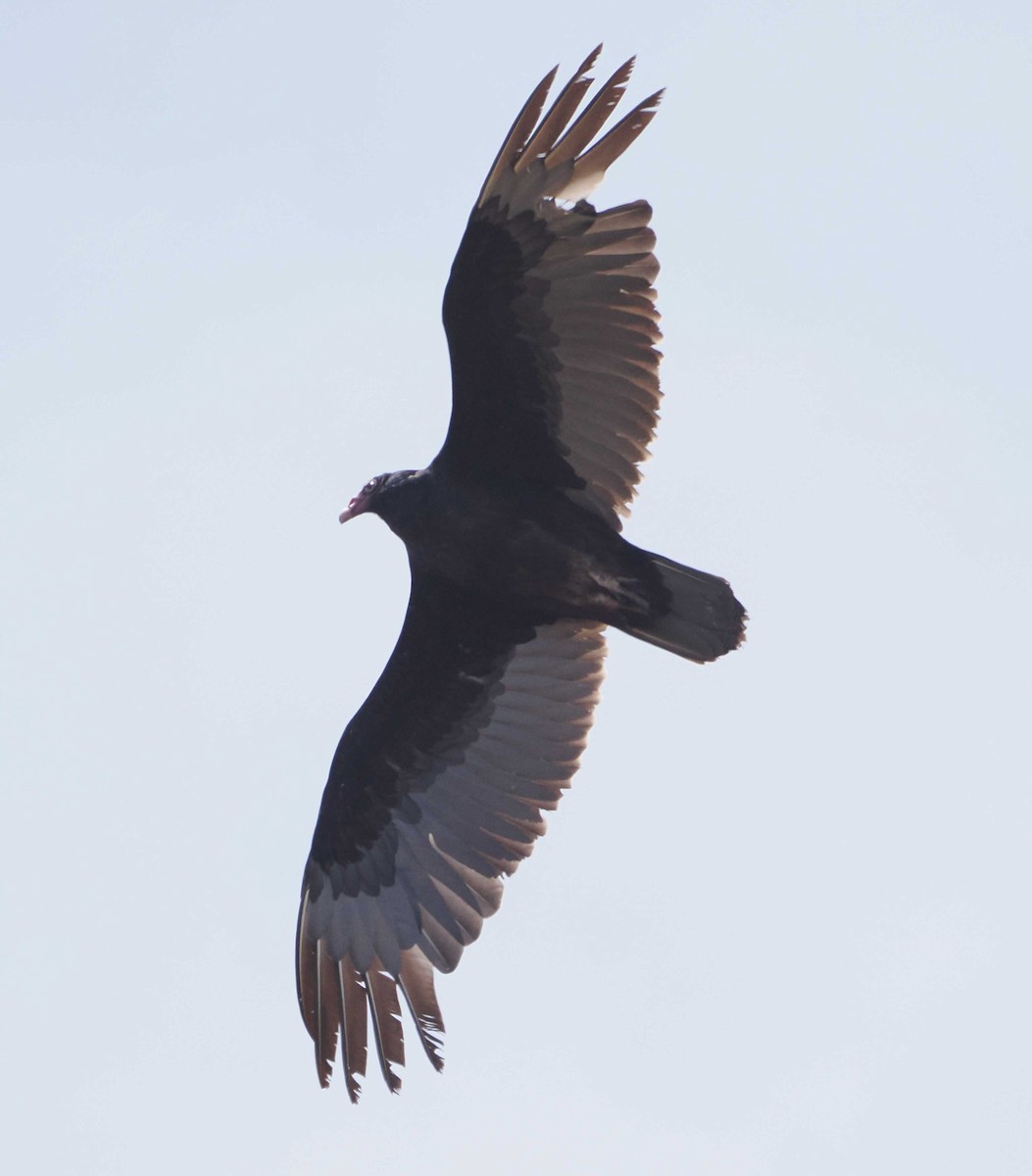 Turkey Vulture - ML564049971