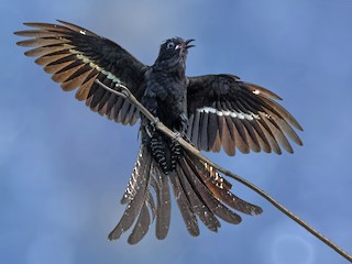  - Fork-tailed Drongo-Cuckoo