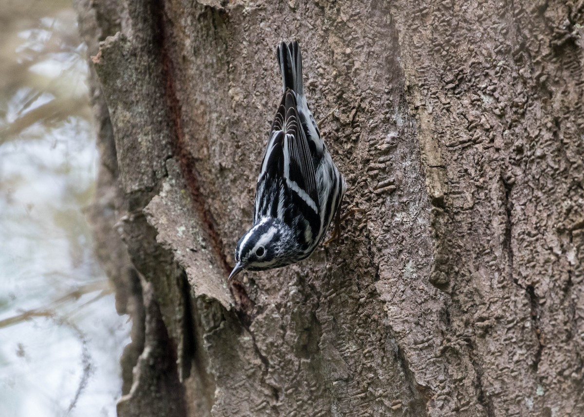 Black-and-white Warbler - Caitlin Best