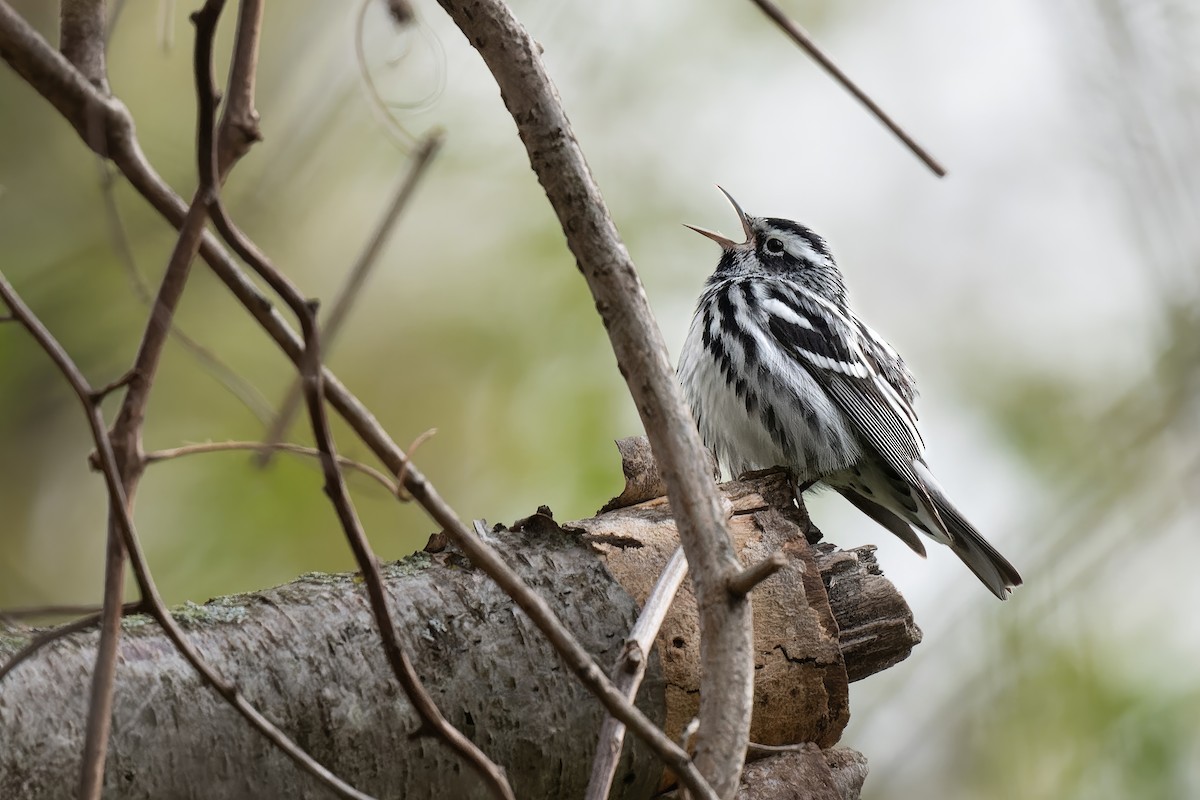 Black-and-white Warbler - ML564059171