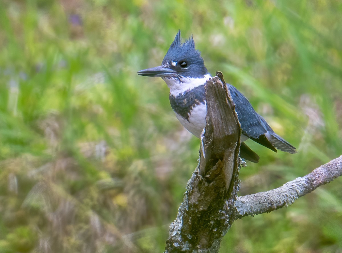 Belted Kingfisher - ML564059291
