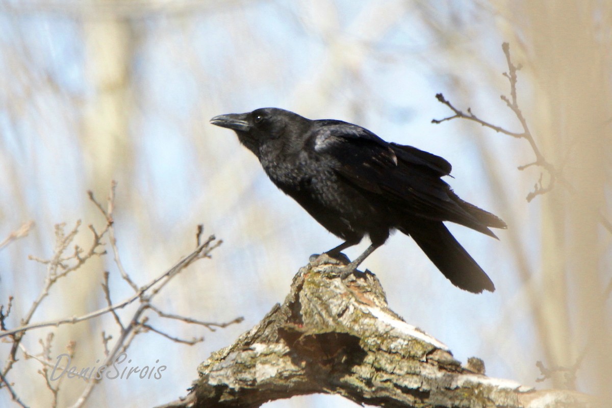 American Crow - ML564059961