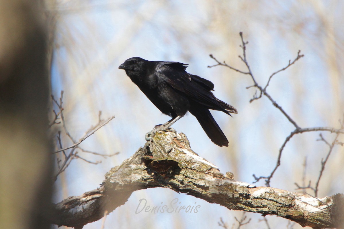 American Crow - ML564059971