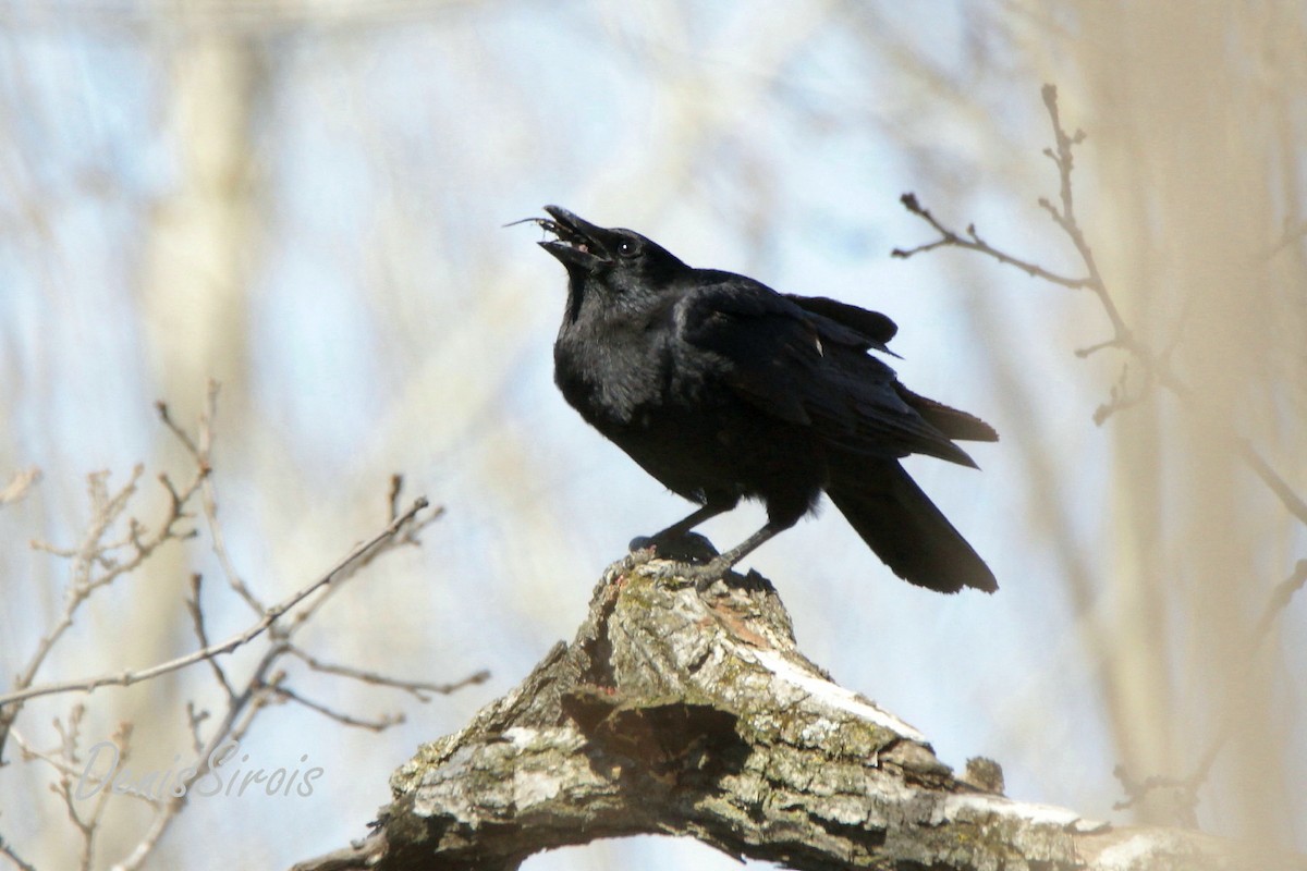 American Crow - Denis Sirois