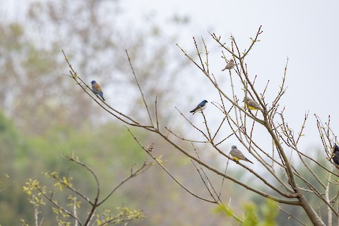 Cassin's Kingbird - Joshua Joun