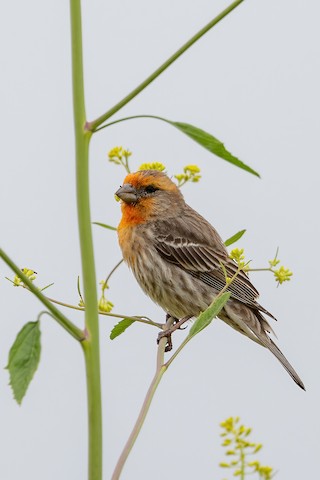 House Finch - Joshua Joun